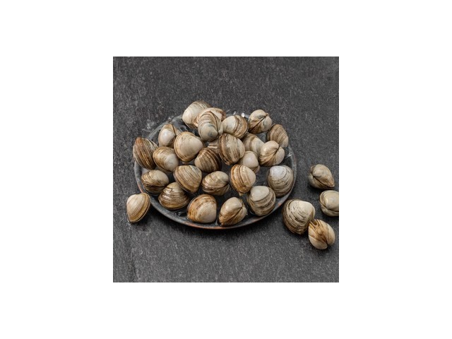 동죽 | 후기가 증명하는 최고의 제품 선택