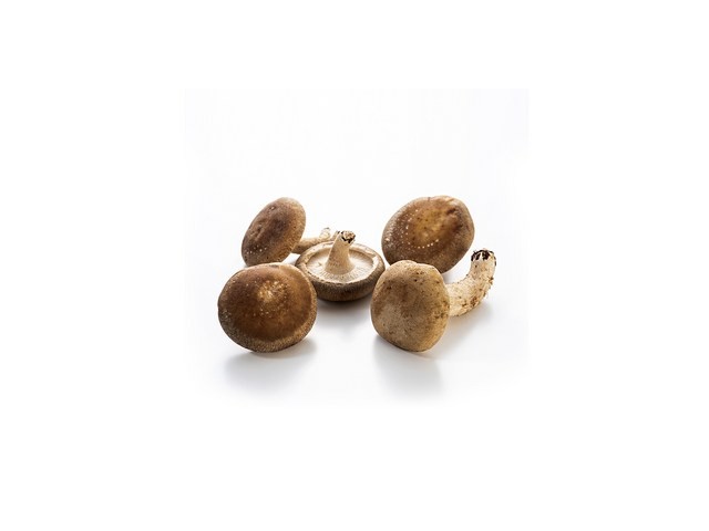 표고버섯국산생표고버섯 종류 및 추천-리뷰 스펙 가격 비교