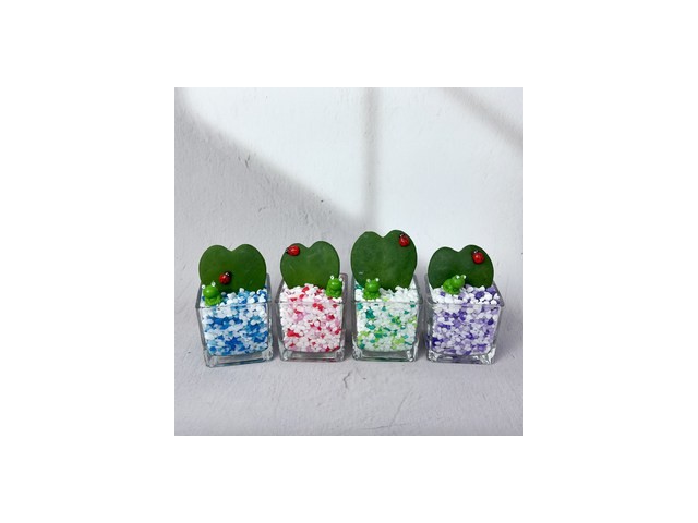 하트호야수경재배 추천 및 가격 비교 장단점 정리